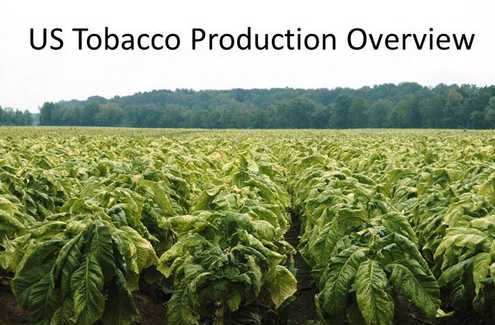 US Tobacco Production Overview